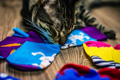 靴下を集める猫