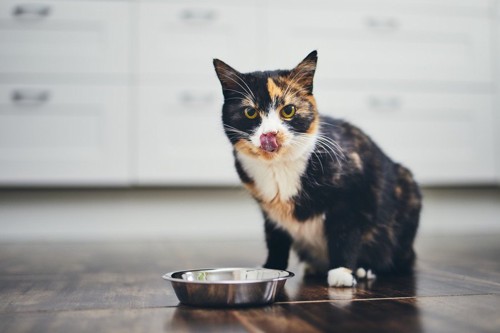 フード皿と舌を出す猫