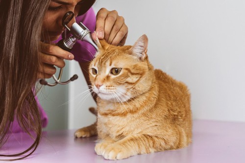 耳を診察される猫