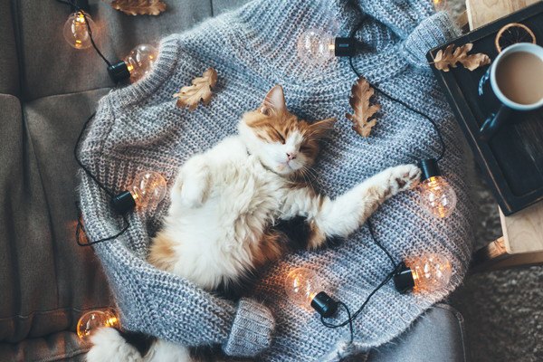 セーターの上で眠る猫