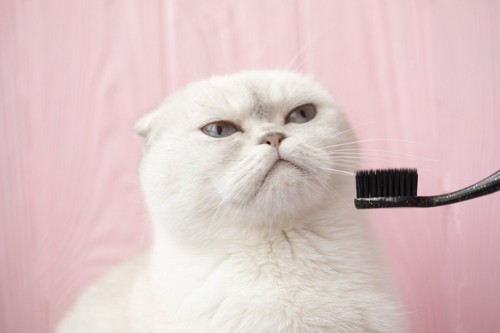 歯ブラシと嫌そうな顔の白猫