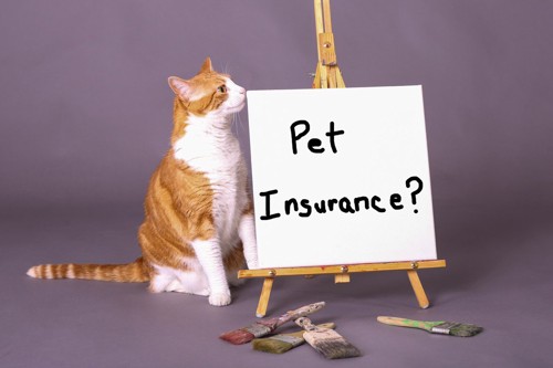 「ペット保険？」のキャンバスと猫