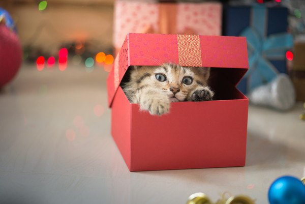 プレゼントの箱に入る猫