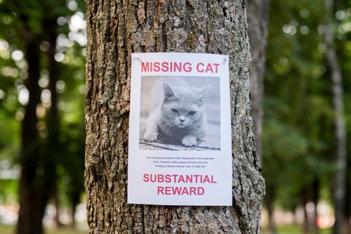 迷子猫のポスター