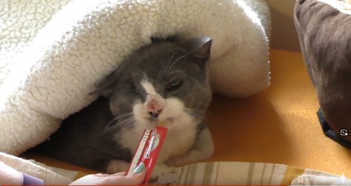 ちゅーるを食べる猫