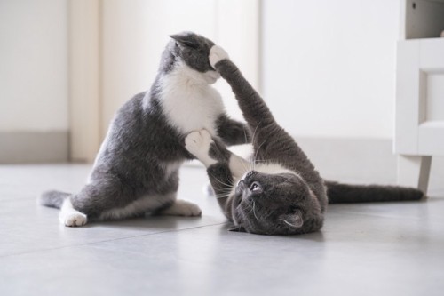 ケンカをする二匹の猫