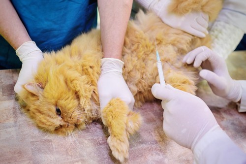 注射器と獣医師に抑えられる猫