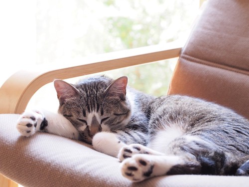 椅子で眠る猫の写真