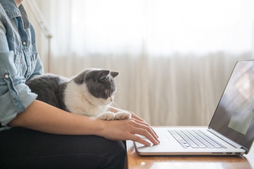 パソコンをする膝にのる猫