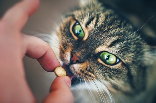 錠剤を飲む猫