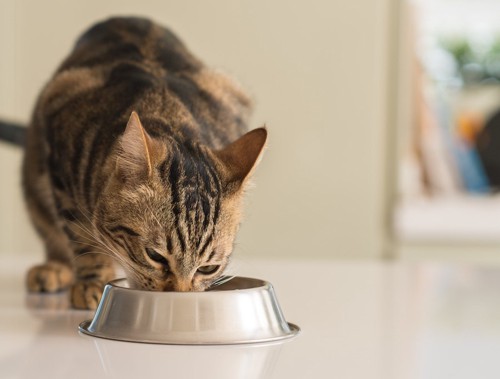 銀色の食器で食事中の猫