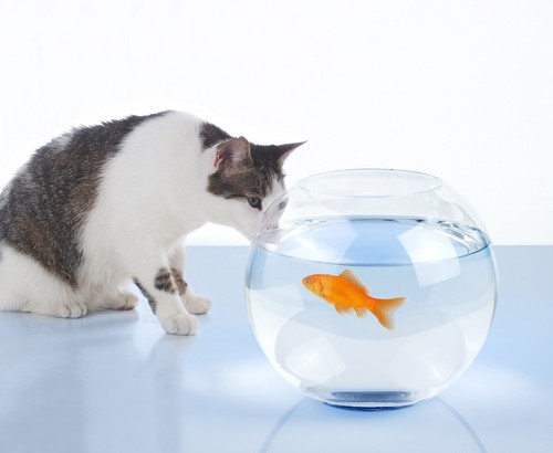 金魚鉢を見つめる猫