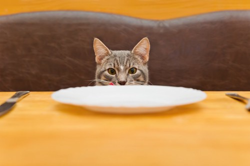椅子に座る猫とテーブルに置かれたお皿