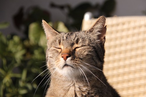 目を閉じて陽にあたる猫