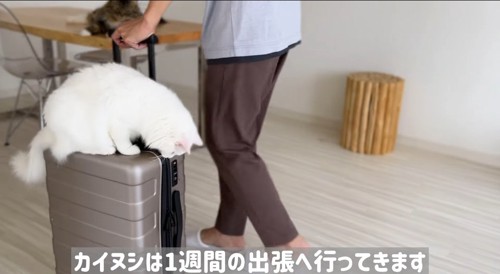 スーツケースに乗る猫