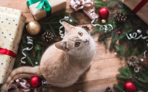 クリスマスの飾りと見上げる猫