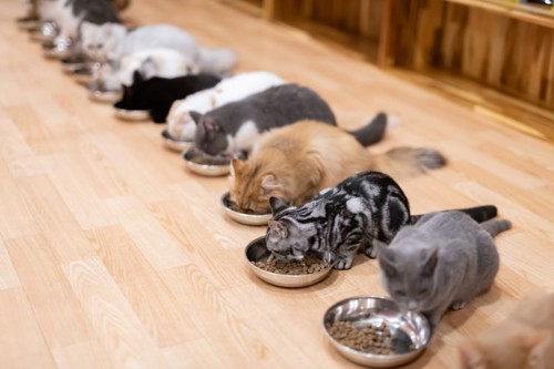 並んでごはんを食べる猫たち