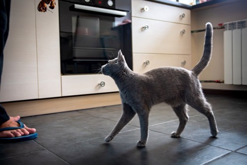 キッチンで上の方をうかがう猫
