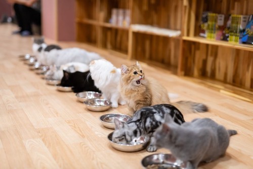 餌を食べるたくさんの猫