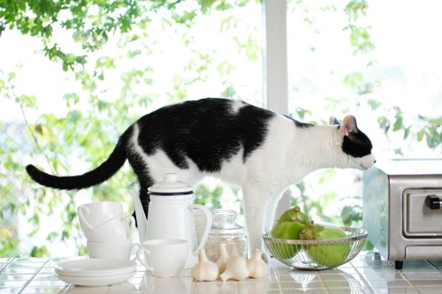 台所で探検する猫
