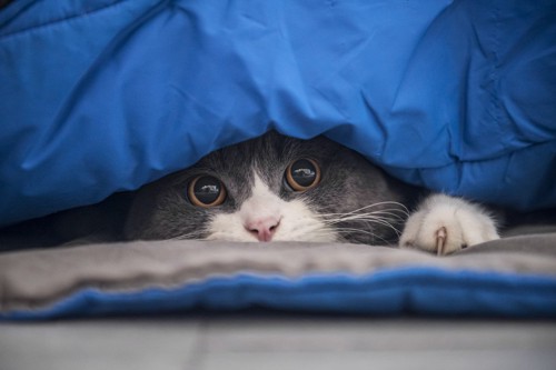 布団の隙間から顔を出す猫