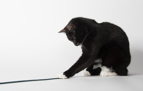紐で遊ぶ白黒猫