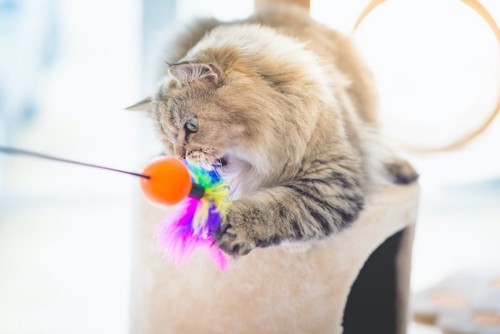 おもちゃで遊ぶペルシャ猫