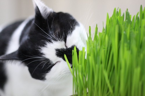 猫草を食べる白黒猫