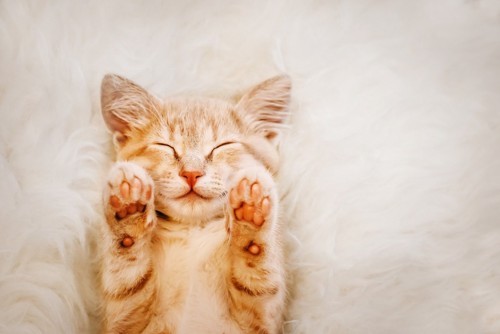 手を挙げて眠る猫
