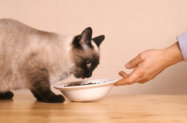 猫の前に餌を入れたお皿を差し出している手