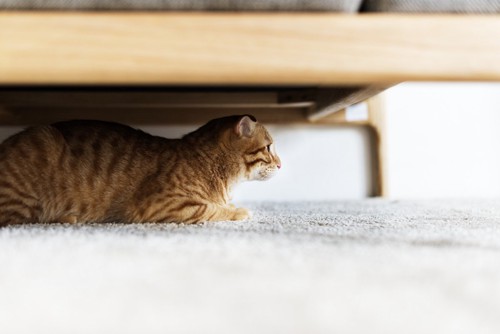 家具の下に隠れている猫