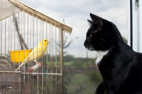 鳥かごの中の鳥を見つめる猫