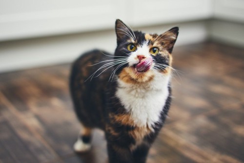 見上げて舌を出す猫