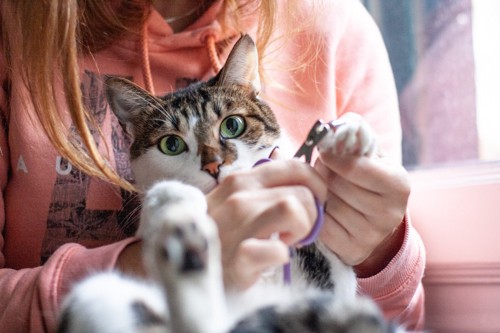 猫の爪切りをする女性