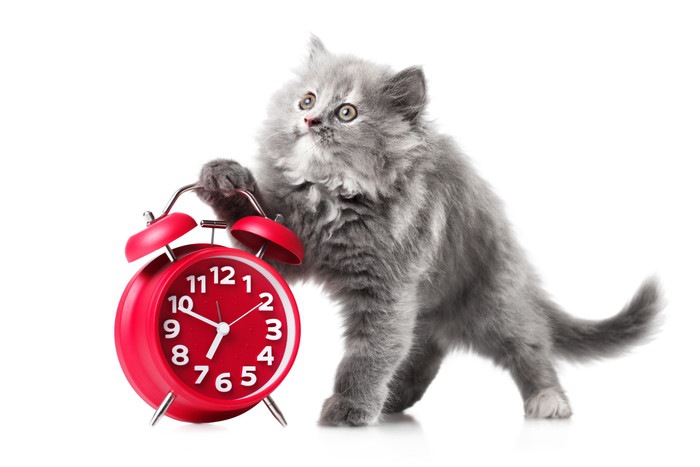 赤い時計と長毛の子猫