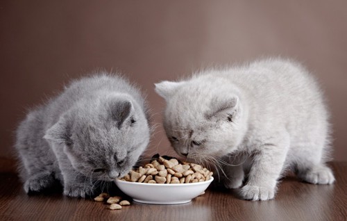 餌を食べる2匹の子猫
