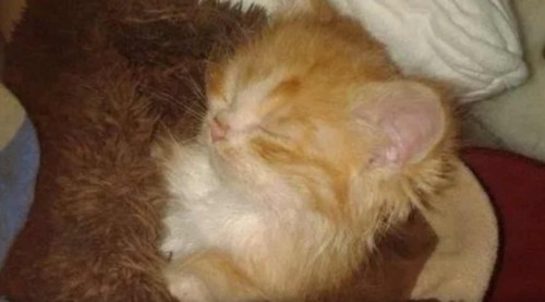 毛布に包まれて眠る子猫