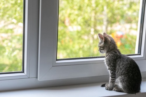 窓の外を見る子猫