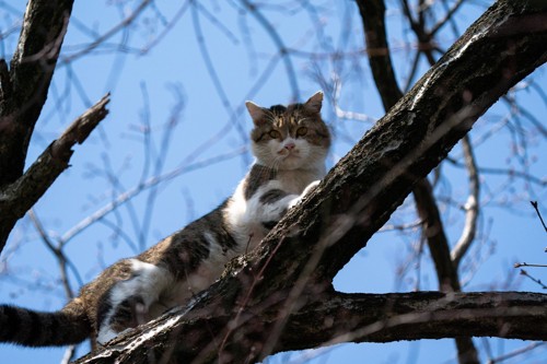 樹上の猫
