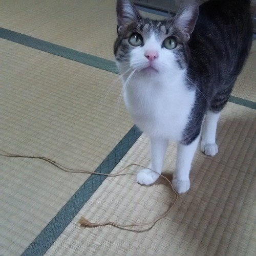 紐を追いかける猫