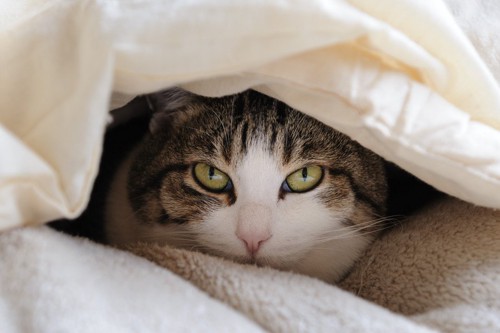 布団の中に入る猫
