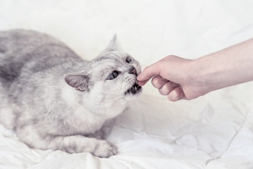 手から食べる猫