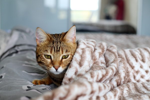 毛布をかけられた猫