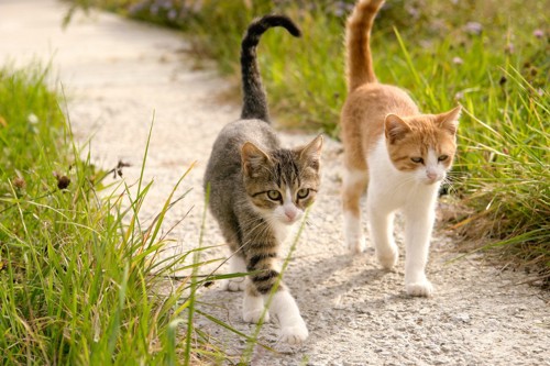 しっぽを立てて歩く2匹の猫