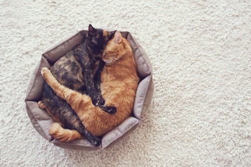 一つのベッドで眠る二匹の猫