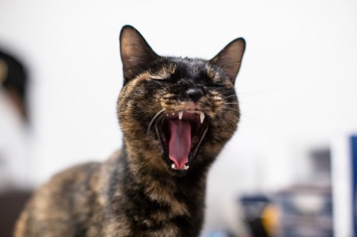 あくびをするサビ猫