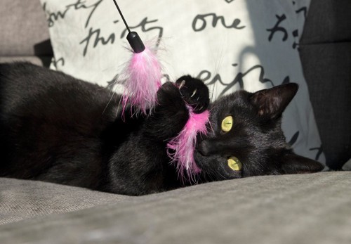猫じゃらしの羽根を抱えてくわえる黒猫