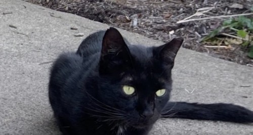 屋外にうずくまる黒猫