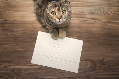 紙をふむ猫