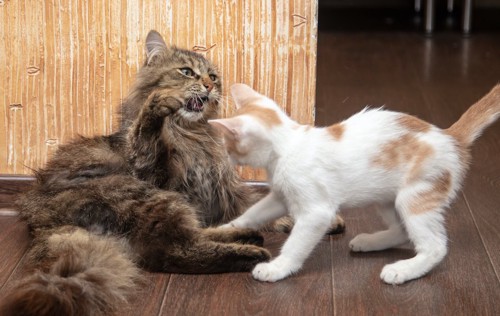 喧嘩をする二匹の猫